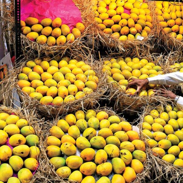 Pakistani Mango Price in Pakistan