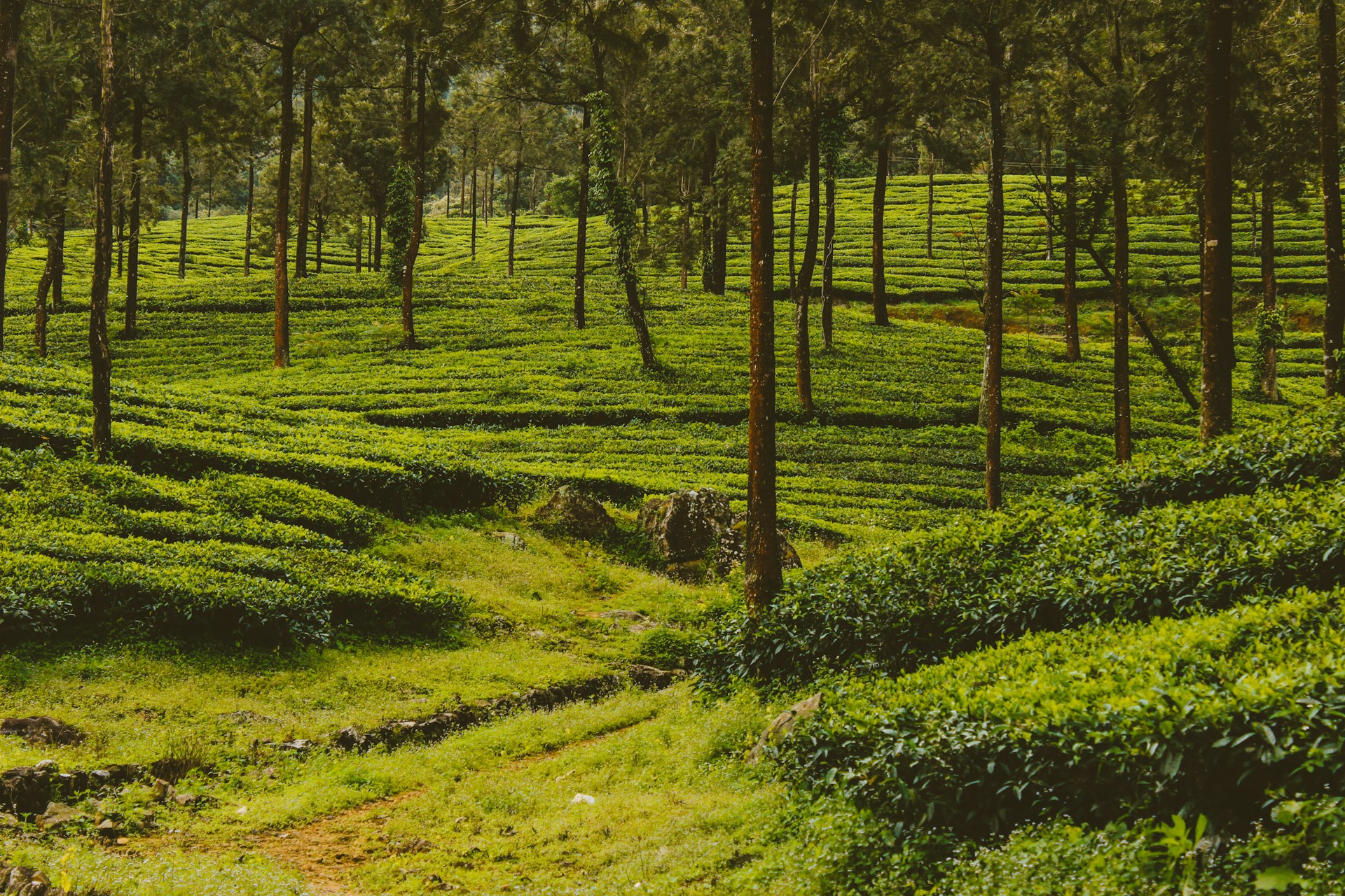 Munnar Thekkady tours