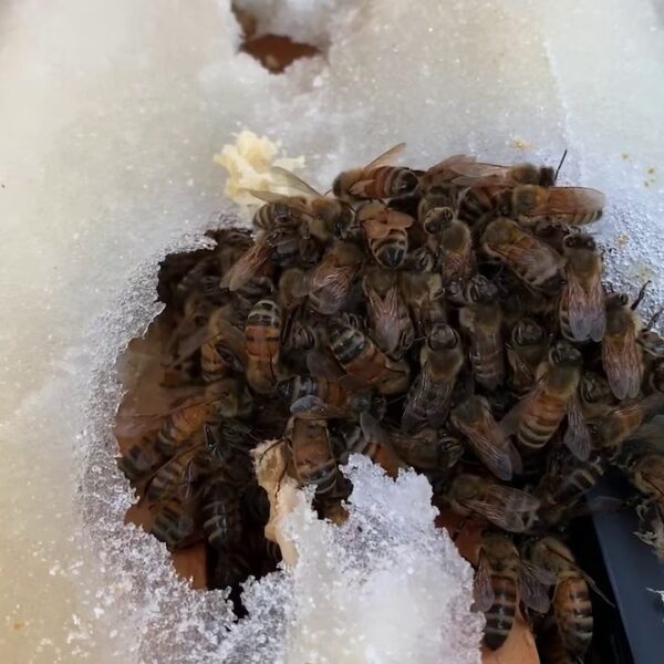 Where Do Bees Go in Winter? Seasonal Behavior Tips