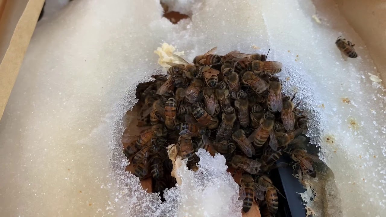 Where Do Bees Go in Winter? Seasonal Behavior Tips